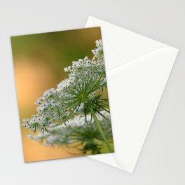 Queen Anne's Lace flower in golden light Stationery Card