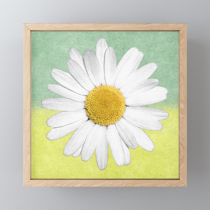 White Marguerite Daisy Flower on Green Yellow Textured Background Framed Mini Art Print
