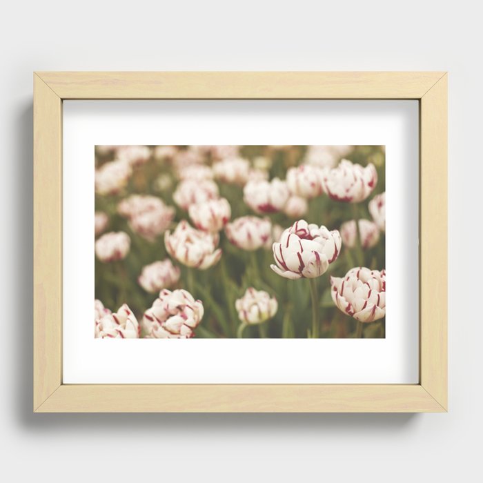 Candy Tulips Recessed Framed Print