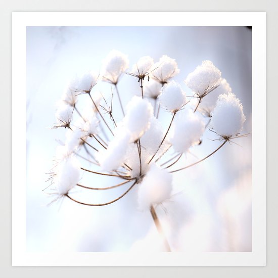 Snow covered dryflower Art Print