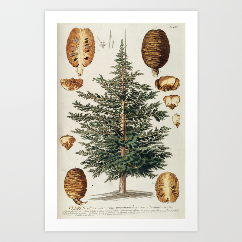 Vintage Cedar Tree Illustration Art Print By Baconfactory Society6