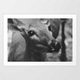 Doe Eyes Art Print