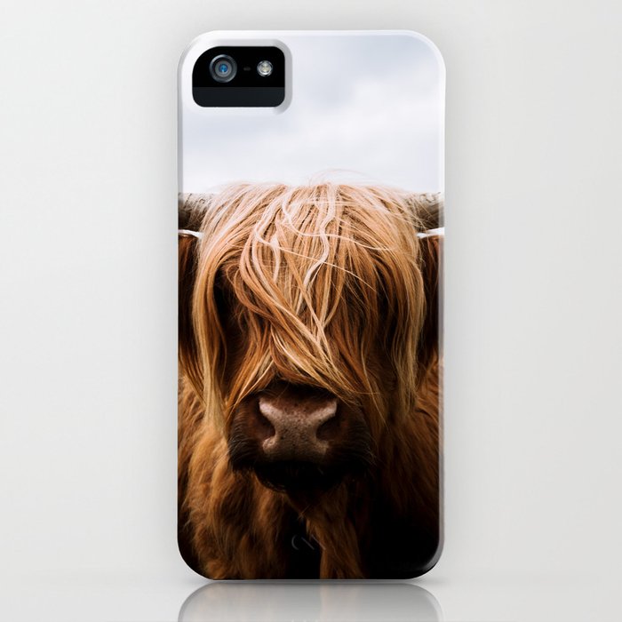 scottish highland cattle in scotland portrait ii iphone case