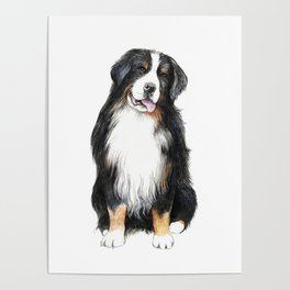 Bernese Mountain Dog Poster
