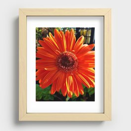 Orange Gerber Daisy Recessed Framed Print