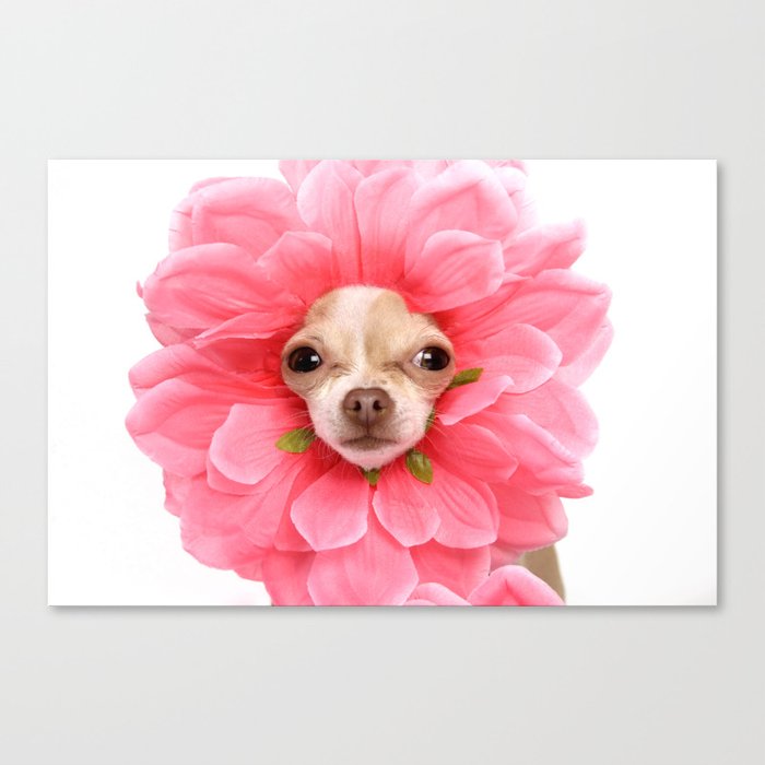 Chihuahua Flower Canvas Print