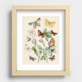 Butterflies and Moths Pattern Lepidoptera WF Kirby Recessed Framed Print