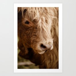 Highland Cow with its Tongue Out Art Print