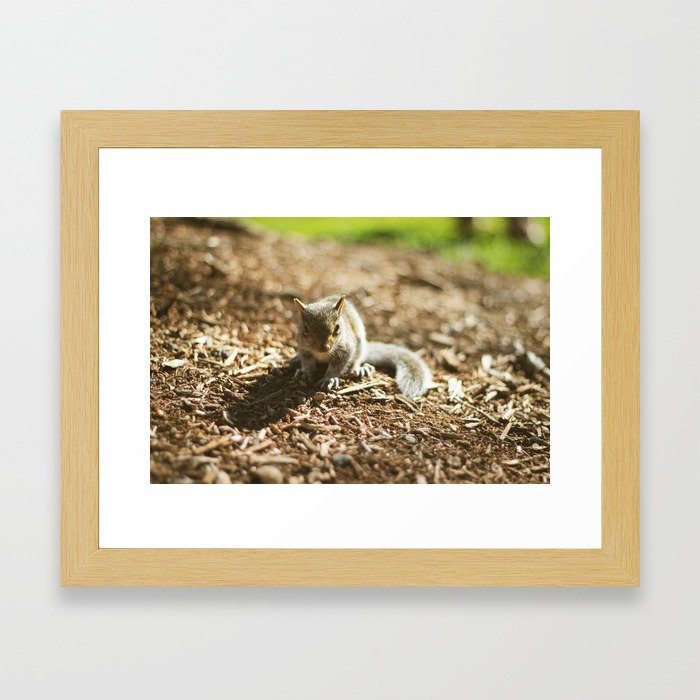Baby Squirrel Framed Art Print