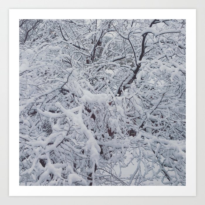 Snowy Branches Art Print