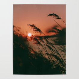 Sunset reeds Poster