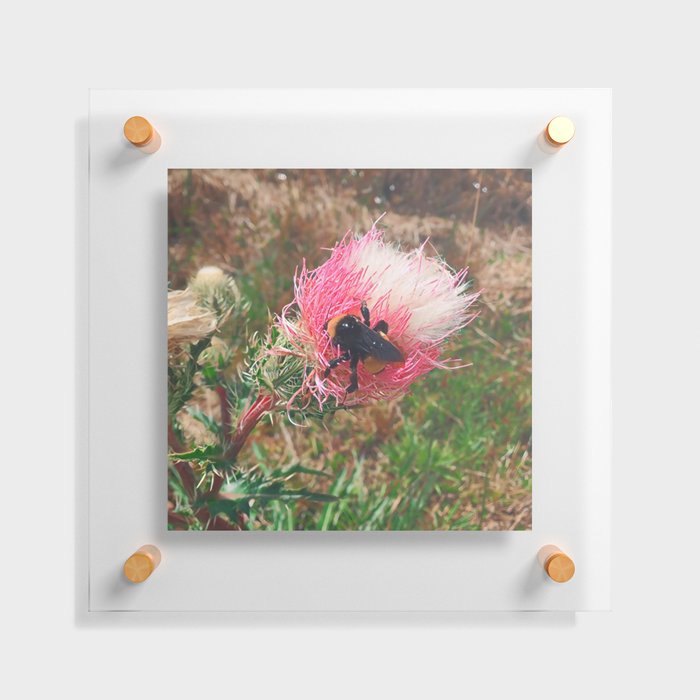 Pink Prickle Fluff Floating Acrylic Print