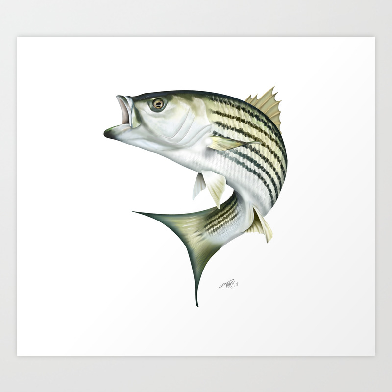 Striped Bass Art Print By Marytracy Society6 Hybrid striped bass it'll take two weeks to grow the needed bacteria cultures. striped bass art print
