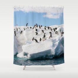 Gentoo Penguin playtime at your local iceberg Antarctica Shower Curtain