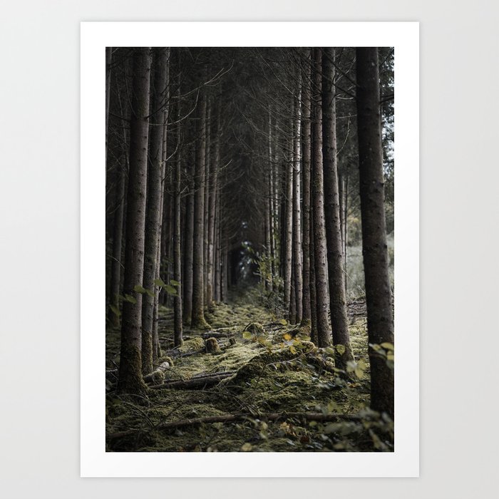 Evergreen Conifer Woodland Tree Alley Ardennes Belgium  Art Print