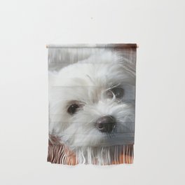Cute Maltese asking for a treat Wall Hanging
