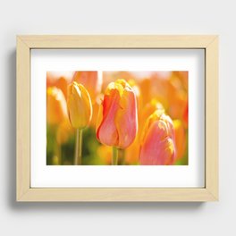Orange Sun-lit Tulip Flowers Recessed Framed Print