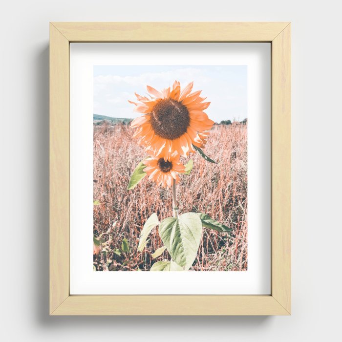 VIntage sunflower field Recessed Framed Print