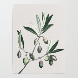Olive Tree Branch Poster