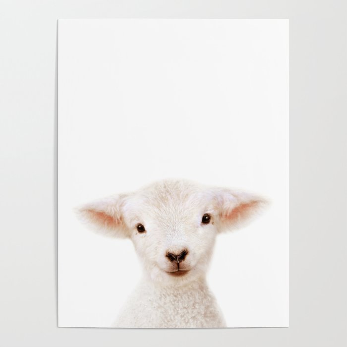 Baby Lamb, Farm Animals, Art for Kids, Baby Animals Art Print By Synplus Poster by synplus