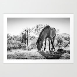 Black and White Photo of Salt River Wild Horses in the Desert Art Print