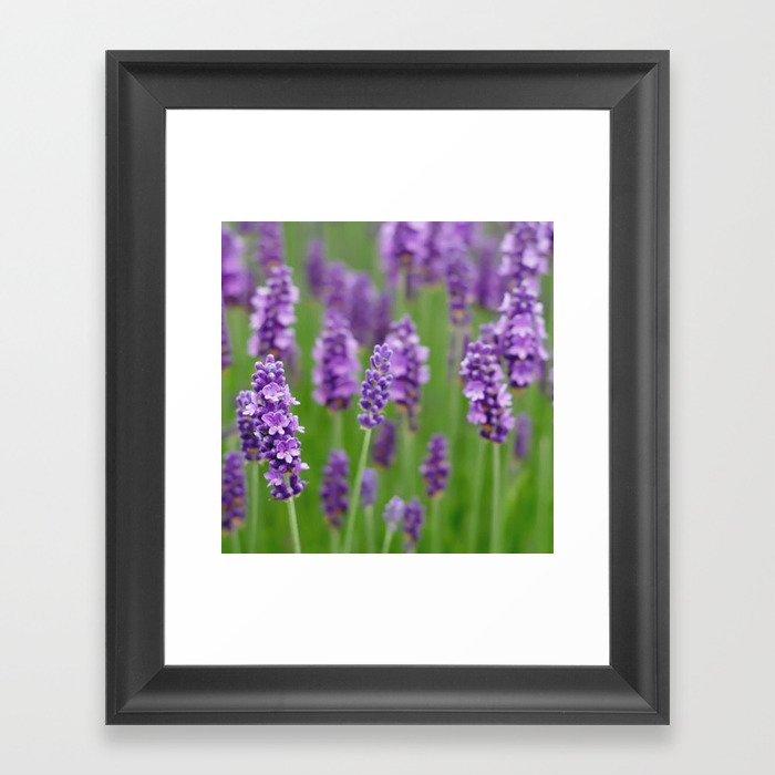lavender Framed Art Print