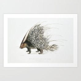Indian Crested Porcupine (Histrix cristata) from Illustrations of Indian zoology (1830-1834) by John Art Print | Nature, Hystrixindica, Rodent, Porcupine, Photo, Wildlife, Animal, Hedgehog, Spiny, Curated 