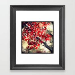Japanese Maple Framed Art Print
