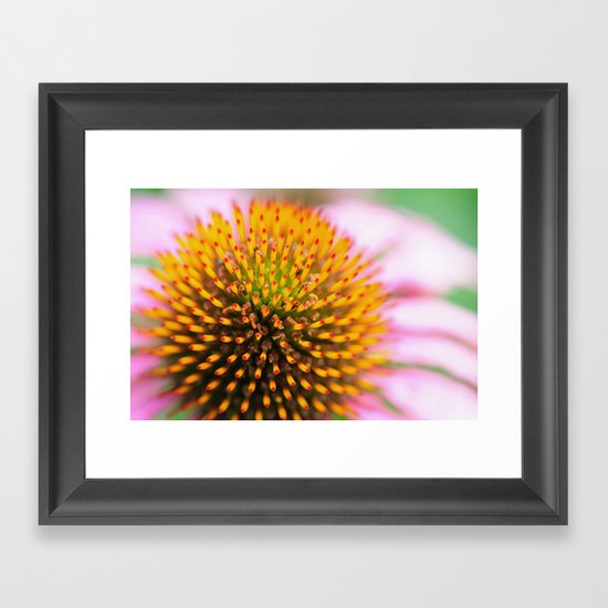 Coneflower Framed Art Print