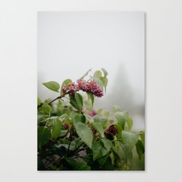 Lilac in Spring Canvas Print