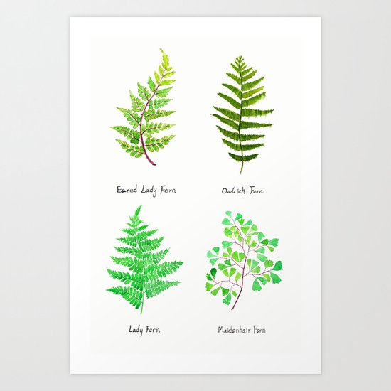 fern collection watercolor Art Print