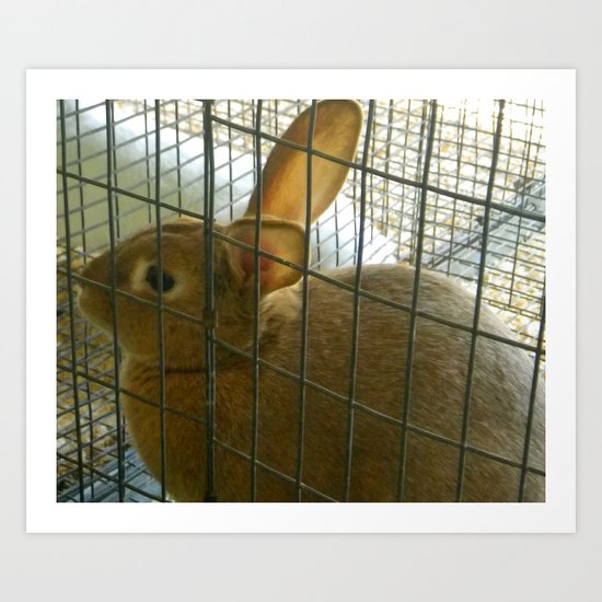 Brown Bunny Art Print