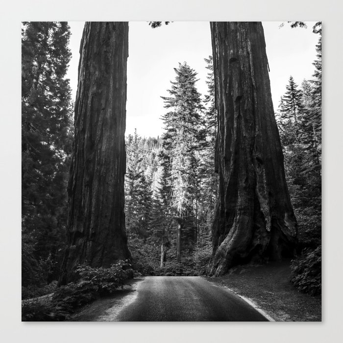 Twin giant redwoods II portrait version / sequoias Pacific Coast California nature black and white landscape photograph / photography Canvas Print