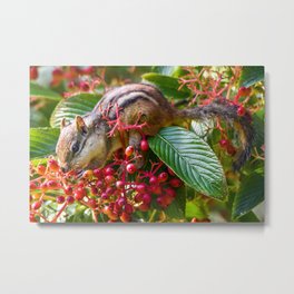 Stuffing His Face Metal Print | Nature, Berries, Color, Photo, Animal, Funny, Cute, Wildlife, Chipmunk 
