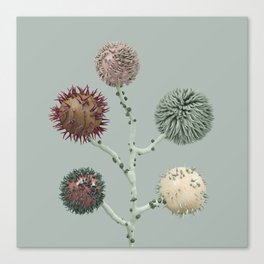 Chestnut in blue Canvas Print