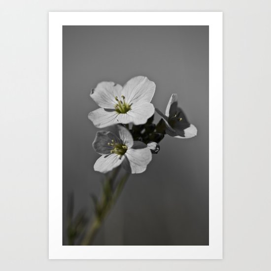 Cuckoo Flower Art Print