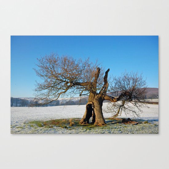 Old Oak Tree in Winter Canvas Print