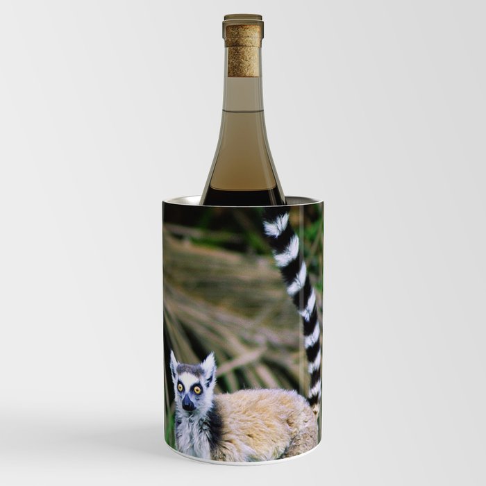 Madagascar's Exotic Ringtail Lemur Wine Chiller