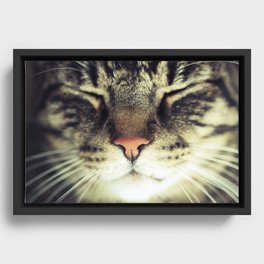 Meow Framed Canvas
