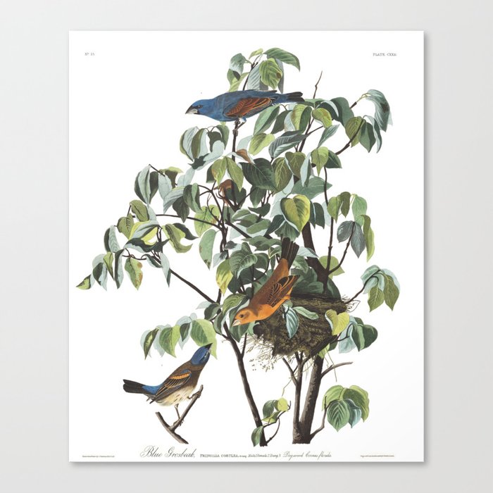 Blue Grosbeak (Audubon) Canvas Print
