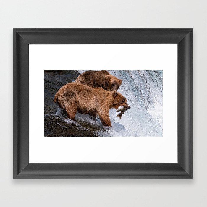 Brown Bear Catching Fish - Alaska Framed Art Print