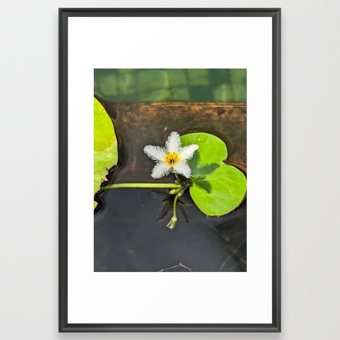 White Water Lilly Framed Art Print