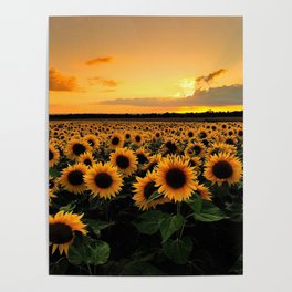 Sunflower field Poster
