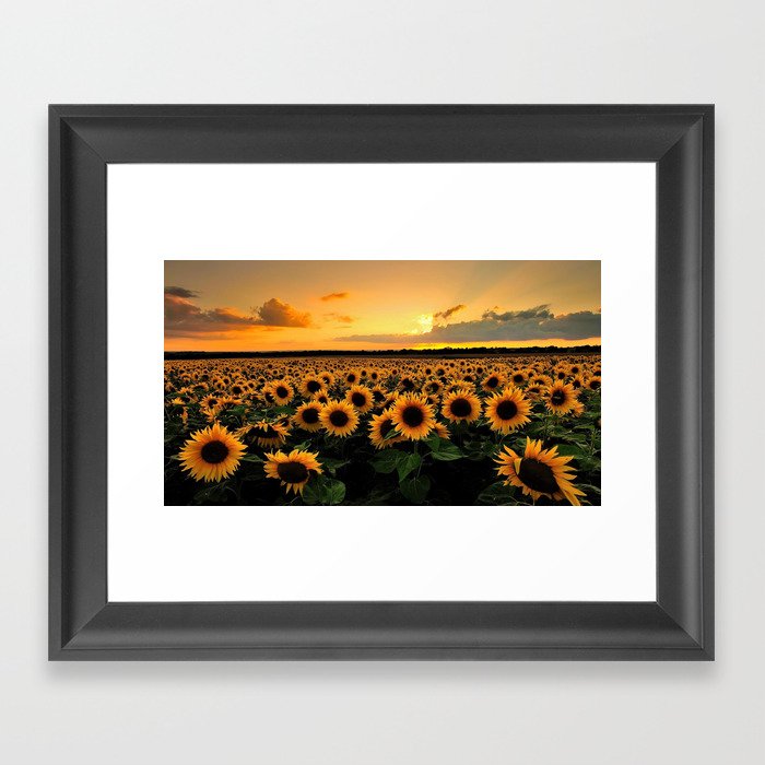 Sunflower field Framed Art Print