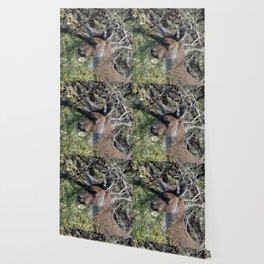 Kangaroo 3 Wallpaper