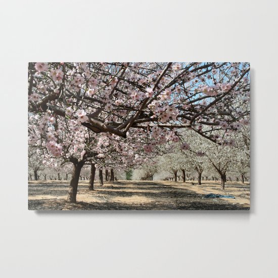Almond Trees Metal Print