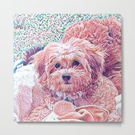 Copper the havapookie as a puppy Metal Print | Puppy, Realdog, Photoart, Dog, Canine, Photomanipulation, Mixedbreed, Digitaldesign, Digital, Miniaturepoodle 