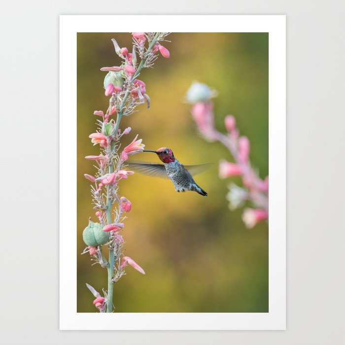 Anna's Hummingbird feeding from the Yucca Art Print
