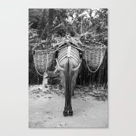 Donkey's Behind Canvas Print