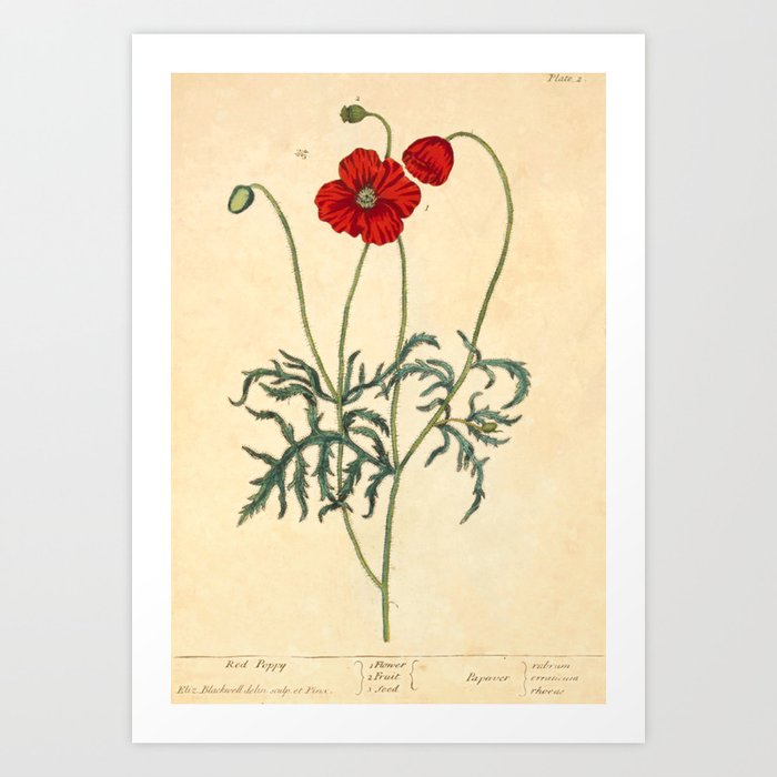 Red Poppy by Elizabeth Blackwell from "A Curious Herbal," 1737 (benefits The Nature Conservancy) Art Print
